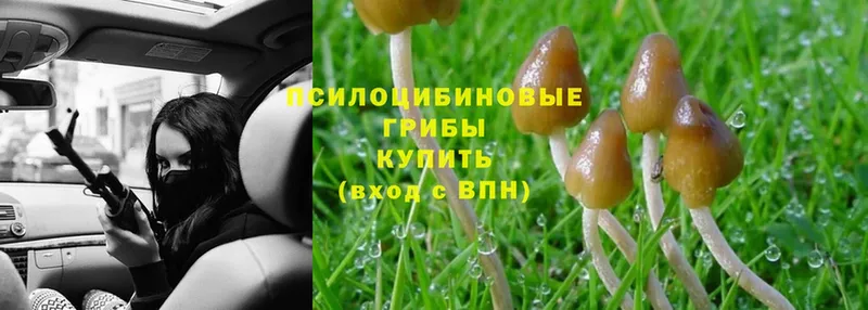 Псилоцибиновые грибы MAGIC MUSHROOMS  Асино 